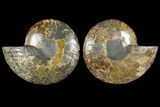 Bargain, Cut & Polished Ammonite Fossil - Madagascar #148067-1